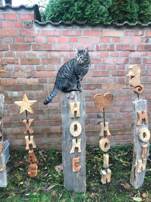 Katze auf Holz