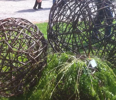 Weidenkugeln am Markt